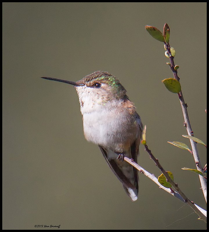 _4SB9306 female rufous hummingbird.jpg